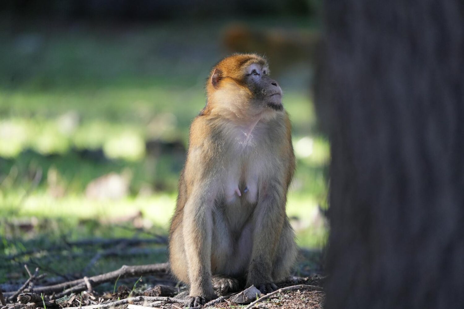 Barbary macaque sitting in Azrou forest, Morocco, during daytime.
