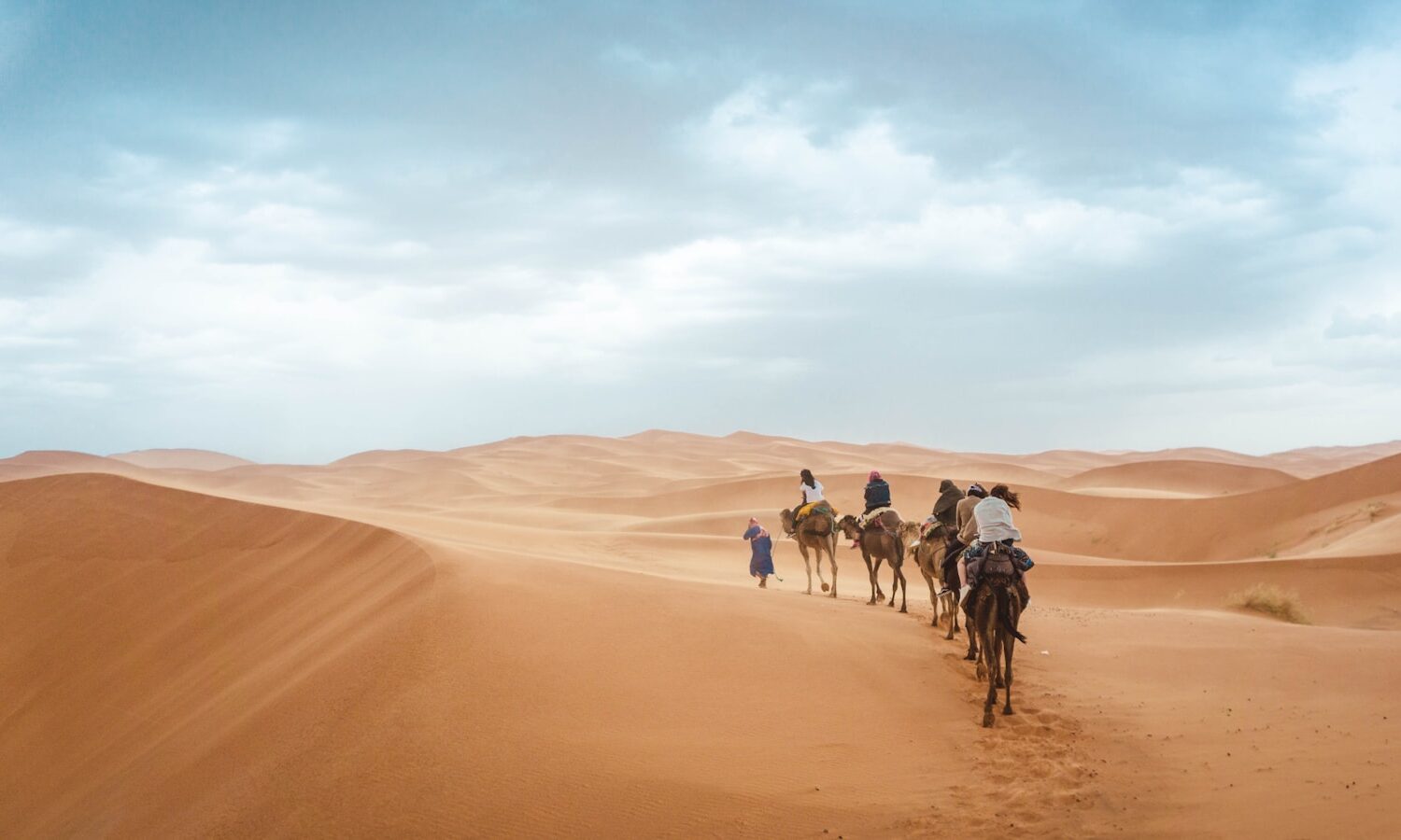 group of people riding on camels