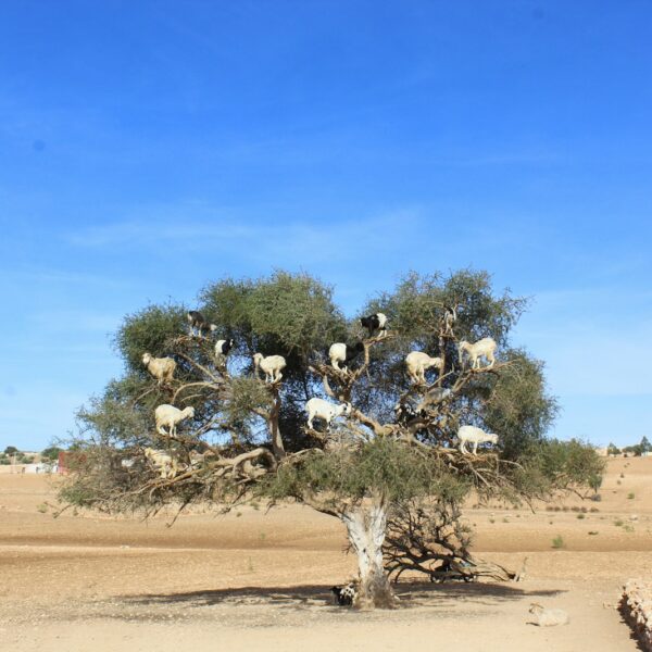 15 days tour from Tangier to desert
