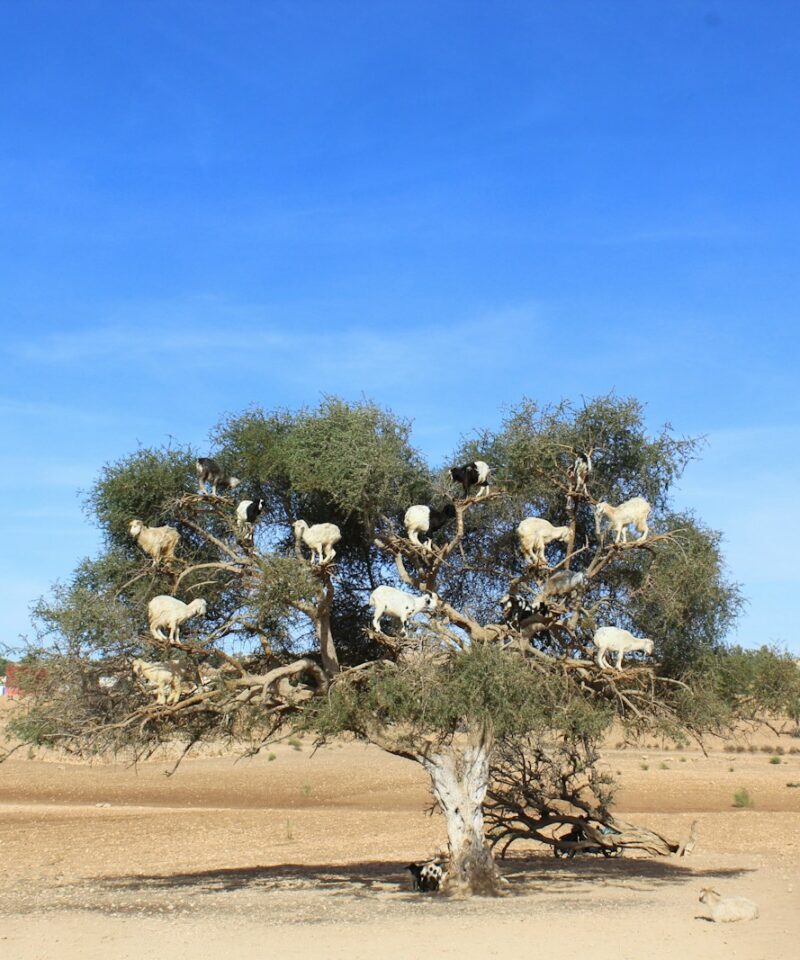 15 days tour from Tangier to desert